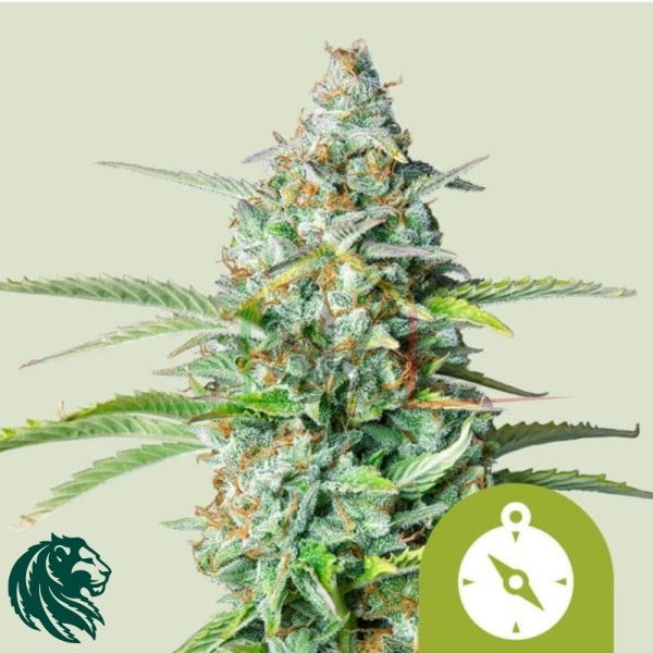 Northern Light Automatic - Royal Queen Seeds