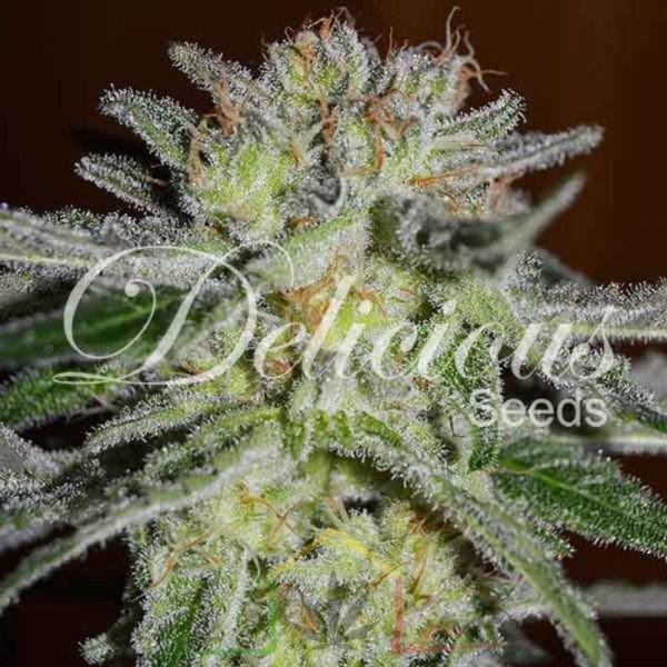 Northern Light Blue Delicious Seeds