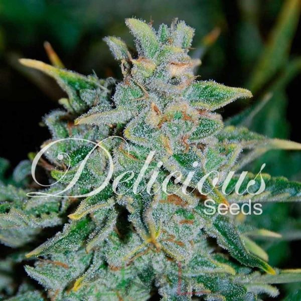 Northern Light Blue Auto De Delicious Seeds