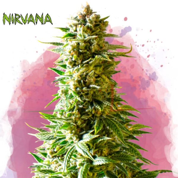 Northern Lights - Nirvana Seeds