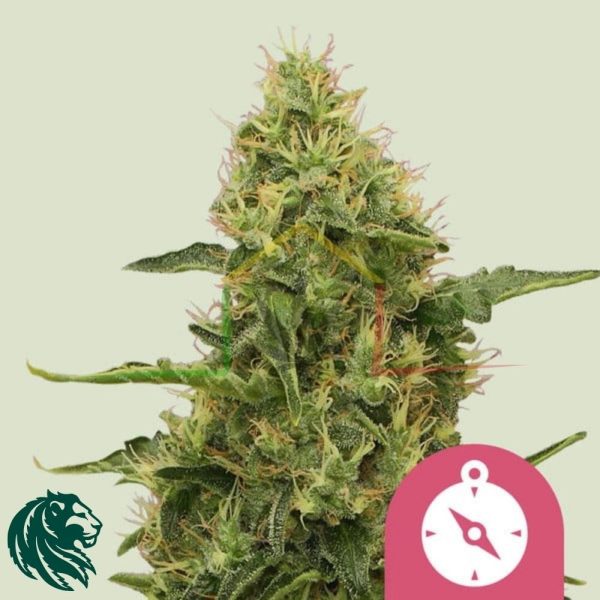Northern Light - Royal Queen Seeds