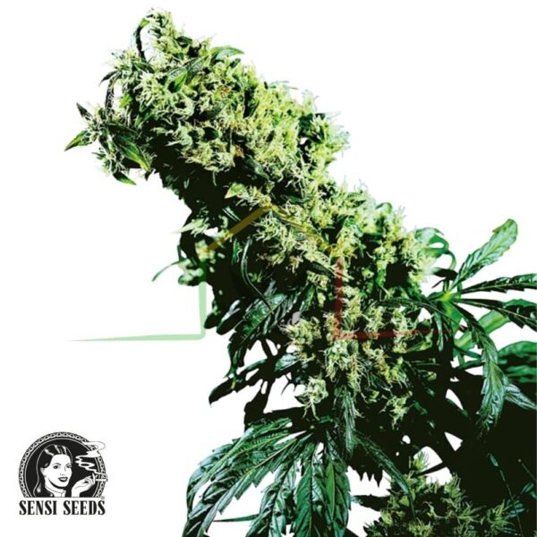 Northern Lights #5 x Haze regular - Sensi Seeds