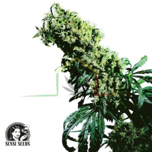 Northern Lights #5 x Haze - Sensi Seeds
