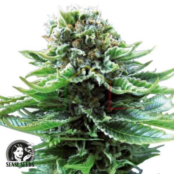 Northern Lights Auto - Sensi Seeds