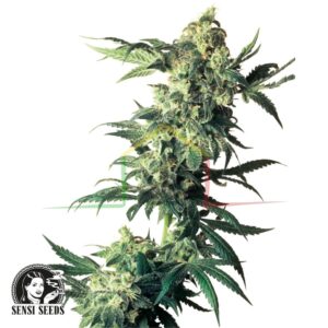 Northern Lights - Sensi Seeds