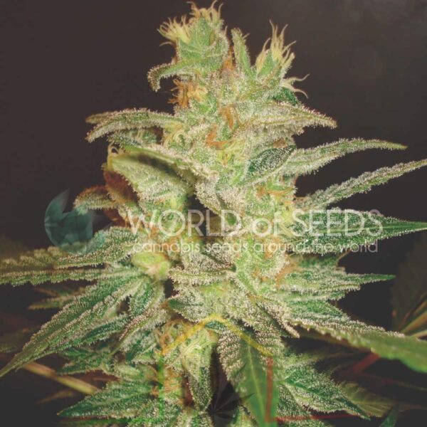 Northern Light x Big Bud Early Version - World of Seeds