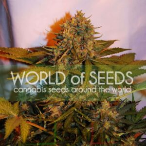 Northern Light x Big Bud Ryder Auto - World of Seeds