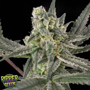 Old School - Ripper Seeds