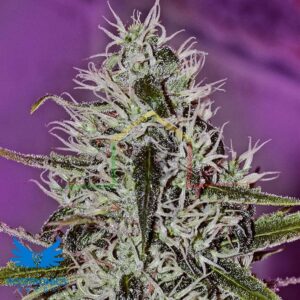 One Love Haze - Positronics Seeds