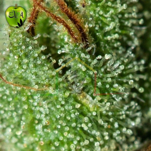Only CBD eva seeds