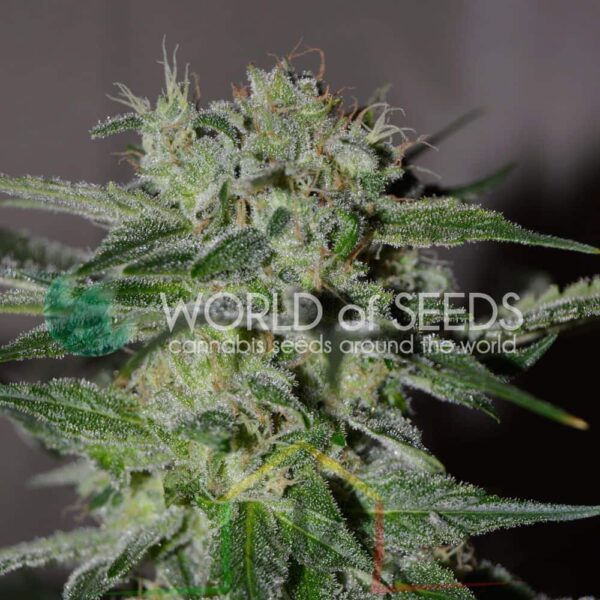 Pakistan Valley Regular - World of Seeds