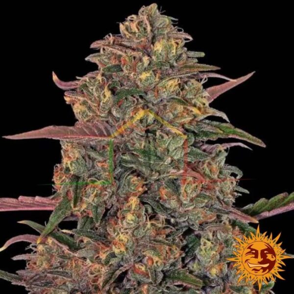 Pineapple Chunk - Barneys Farm