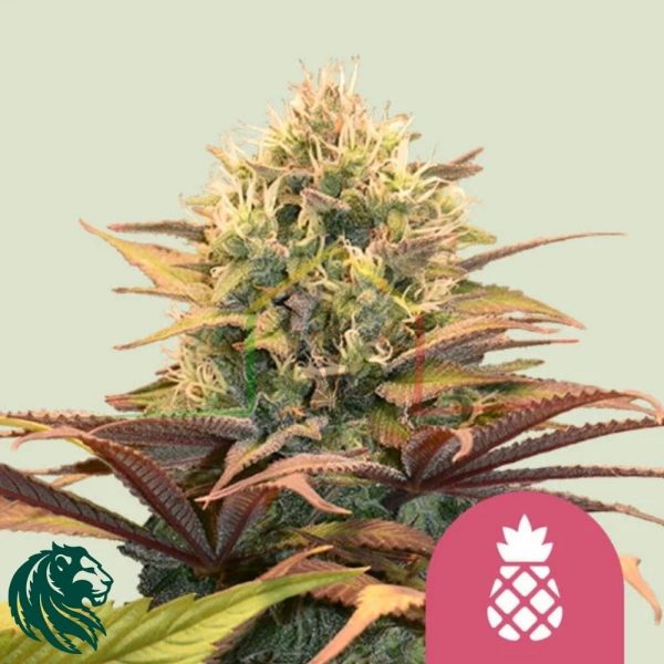 Pineapple Kush - Royal Queen Seeds