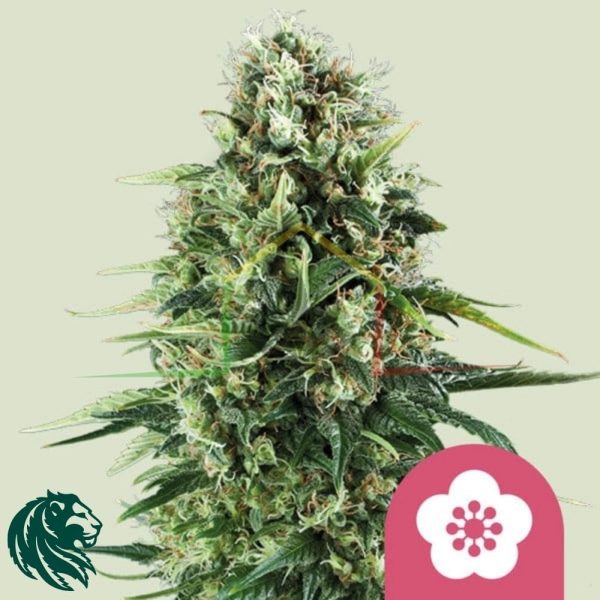 Power Flower - Royal Queen Seeds