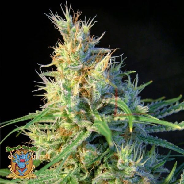 Psicodelicia - Sweet Seeds