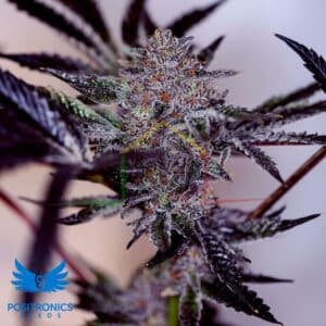 Purple Cherry Auto - Positronics Seeds