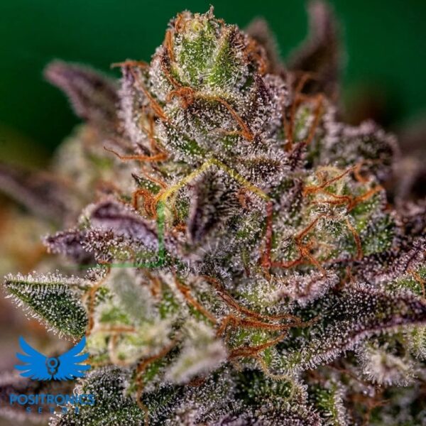 Purple Cherry - Positronics Seeds