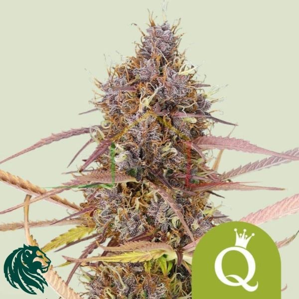 Purple Queen Automatic - Royal Queen Seeds