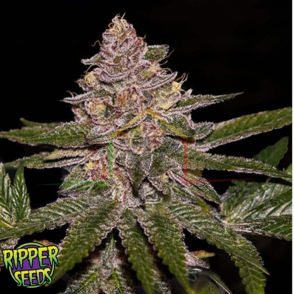 Radical Juice - Ripper Seeds