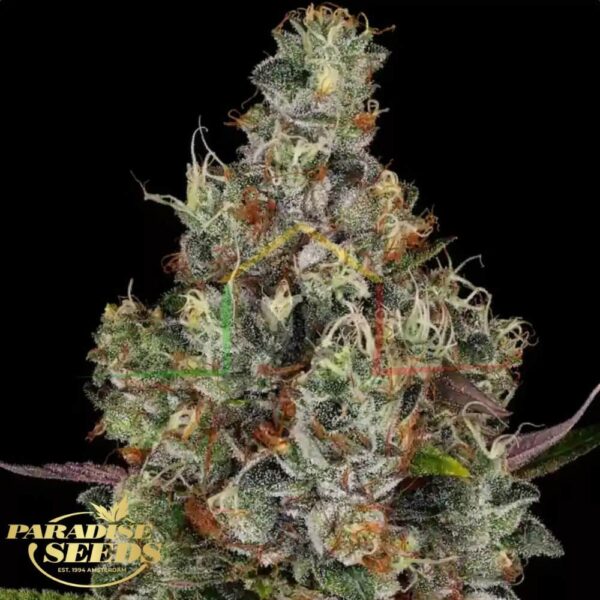 Rainbow Road - Paradise Seeds