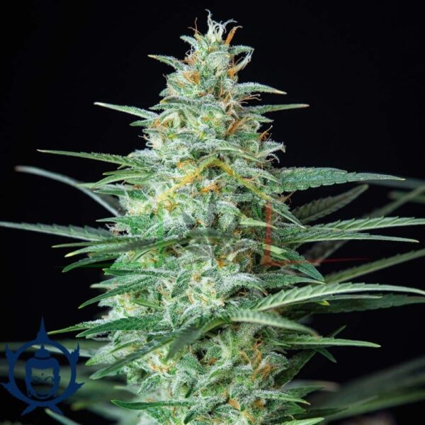 RED DWARF AUTO BUDDHA SEEDS