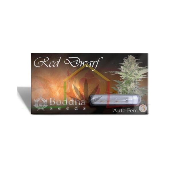 RED DWARF AUTO BUDDHA SEEDS PACK