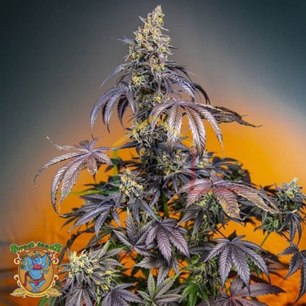Red Gorilla Girl XL Auto - Sweet Seeds