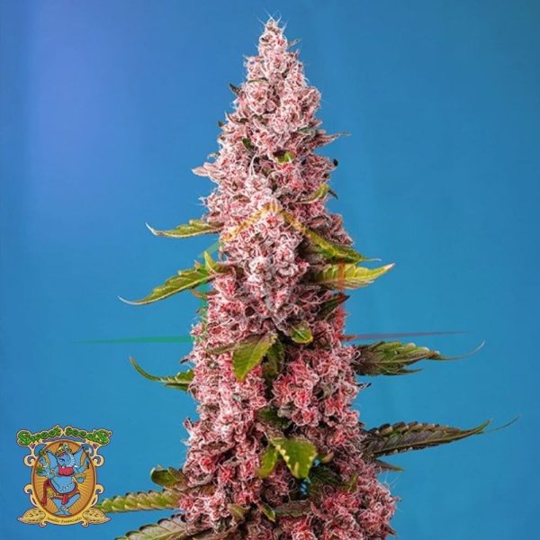 Red Hot Cookies - Sweet Seeds
