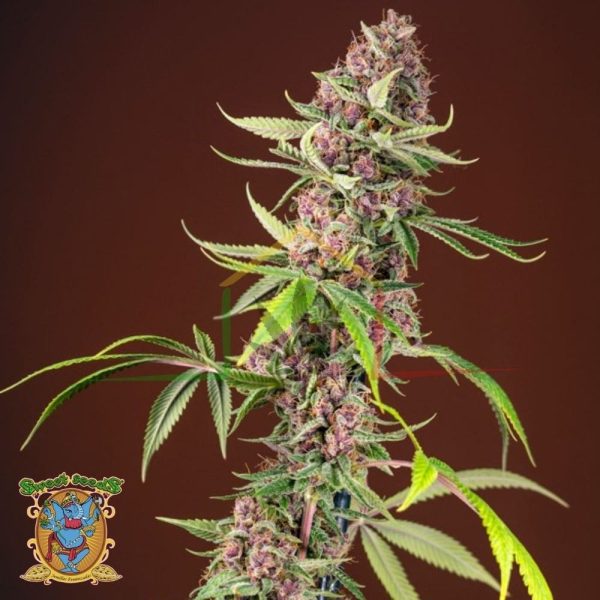Red Mandarine Fast Version - Sweet Seeds