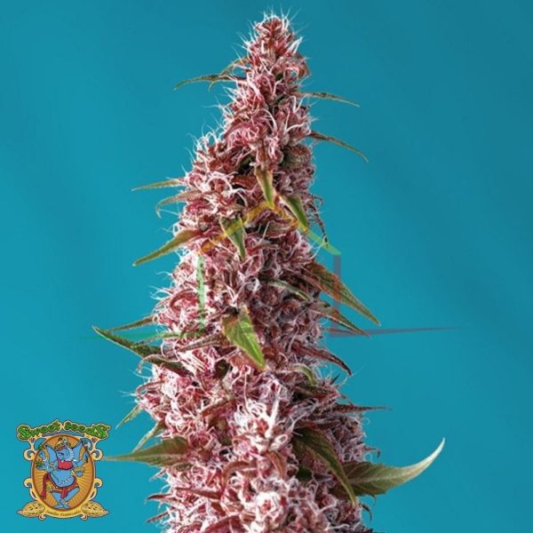 Red Pure Auto CBD - Sweet Seeds
