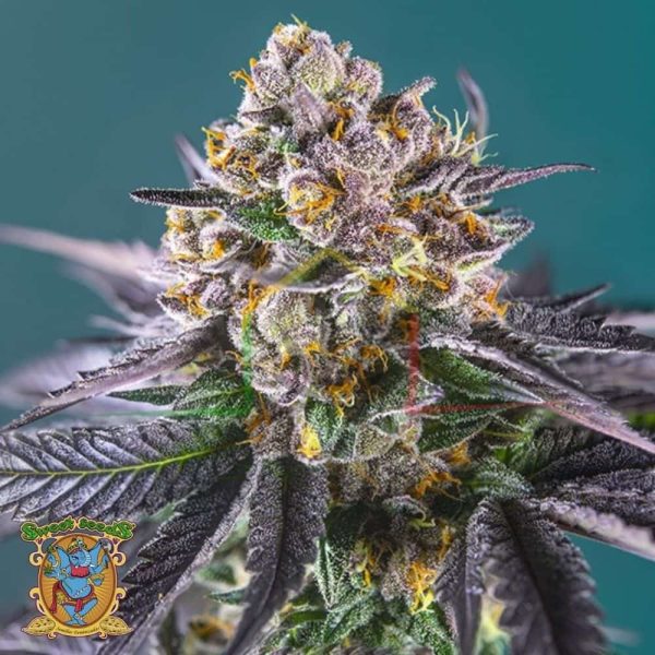 Red Strawberry Banana Auto - Sweet Seeds