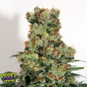 Ripper Badazz Regular - Ripper Seeds
