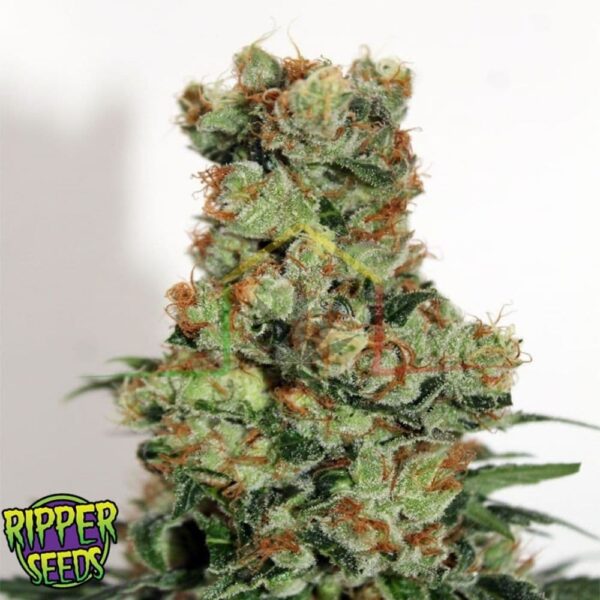 Ripper Badazz Regular - Ripper Seeds