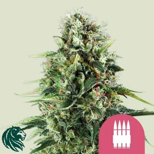 Royal AK - Royal Queen Seeds