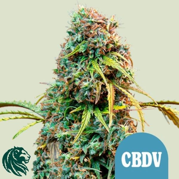 Royal CBDV Auto - Royal Queen Seeds
