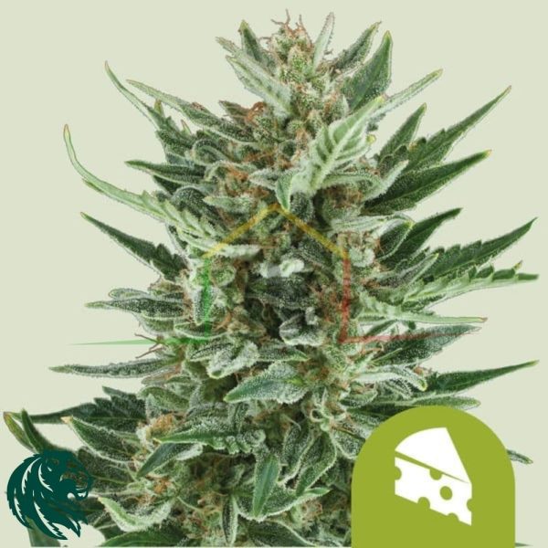 Amnesia Haze Automatic - Royal Queen Seeds