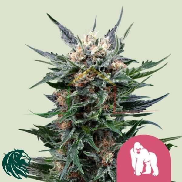 Royal Gorila - Royal Queen Seeds