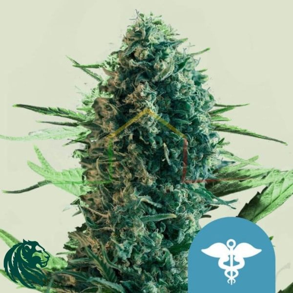 Royal Medic - Royal Queen Seeds