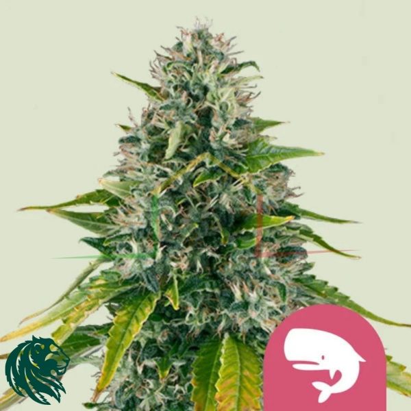 Royal Moby - Royal Queen Seeds