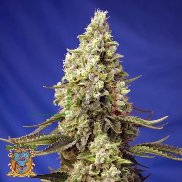 Runtz XL Auto - Sweet Seeds