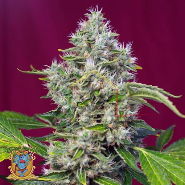 San Fernando Lemon Kush - Sweet Seeds