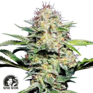 Sensi Skunk Auto - Sensi Seeds