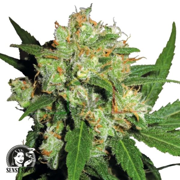 Sensi Skunk regular - Sensi Seeds