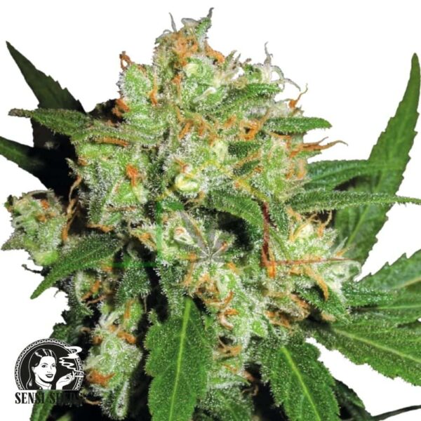 Sensi Skunk - Sensi Seeds