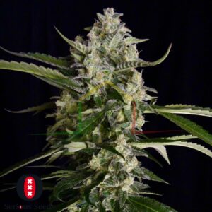Seriosa - Serious Seeds