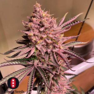 Seriotica - Serious Seeds