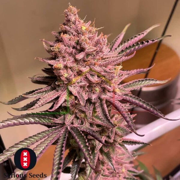 Seriotica - Serious Seeds