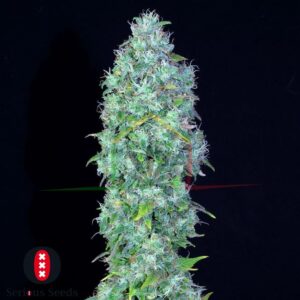 Serious Happiness - Serious Seeds
