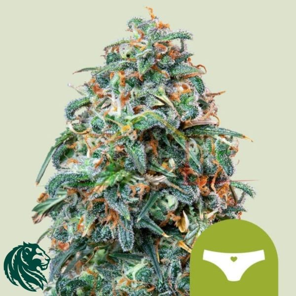 Sherbet Queen Automatic - Royal Queen Seeds