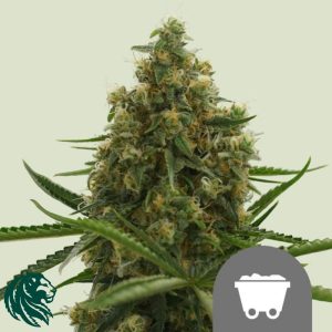 Shining Silver Haze Regular - Royal Queen Seeds